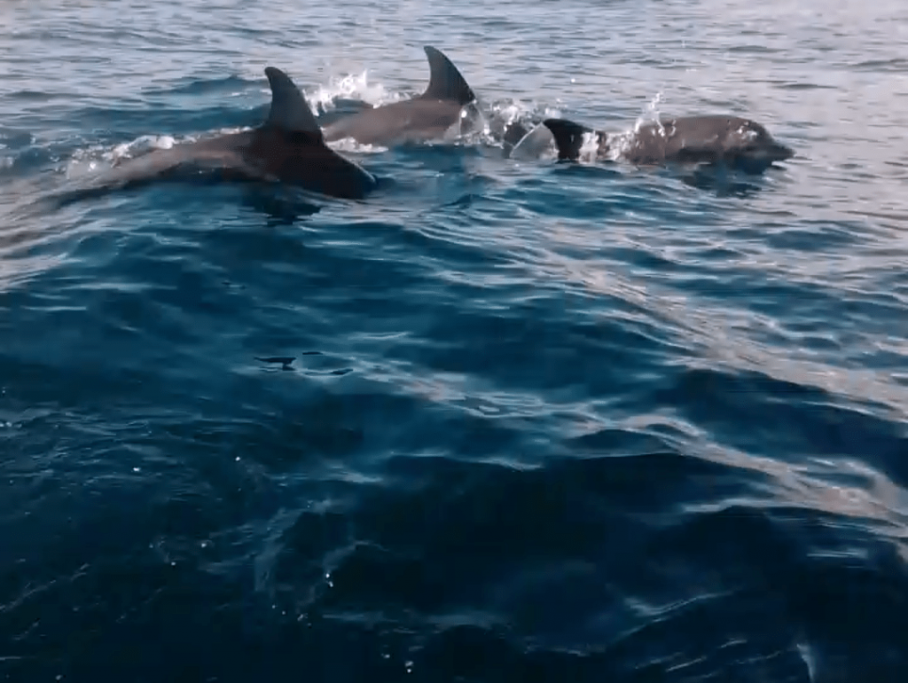 Jet Ski Dolphin Jet Ski Dolphin